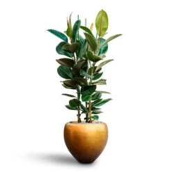Metallic Couple Plant Pot - Matt Honey 14 Metallic Couple Plant Pot - Matt Honey -Plant potted plants Ficus elastica Robusta Rubber Plant HydrocultureMetallic Couple Plant Pot Matt Honey 4d2feb1b 3032 444e a393 bcb03205de39