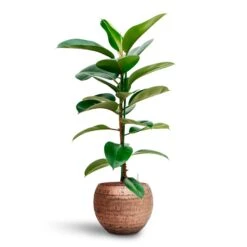 Ficus Elastica Robusta - Rubber Plant - HydroCare -Plant potted plants Ficus elastica Robusta Rubber Plant HydrocultureOpus Hammered Globe Planter Gold