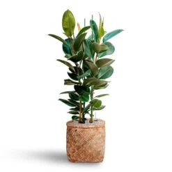 Zayn Bamboo Planter -Plant potted plants Ficus elastica Robusta Rubber Plant HydrocultureZayn Bamboo Planter cb79fe29 2419 4f46 aac1 ad88354c0747