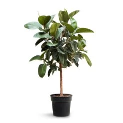 Ficus Elastica Robusta - Rubber Plant - Straight Stem -Plant potted plants Ficus elastica Robusta Rubber Plant Straight Stem