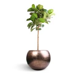 Metallic Globe Plant Pot - Matt Coffee -Plant potted plants Ficus elastica Robusta Rubber Plant Straight Stem 30x120cm Metallic Globe Plant Pot Matt Coffee 50x37cm