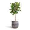 Ficus Elastica Robusta - Rubber Plant - Straight Stem 2 Ficus Elastica Robusta - Rubber Plant - Straight Stem -Plant potted plants Ficus elastica Robusta Rubber Plant Straight Stem 30x120cm Norell Plant Pot Latte Lattice 32x30cm 5542