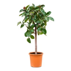 Ficus Elastica Robusta - Rubber Plant - Straight Stem -Plant potted plants Ficus elastica Robusta straight stem 40x180cm