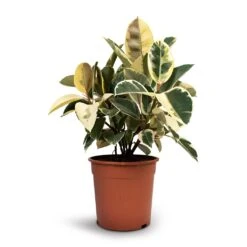 Ficus Elastica Tineke - Variegated Rubber Plant -Plant potted plants Ficus elastica Tineke Rubber Plant 24x60cm