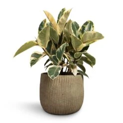 Ficus Elastica Tineke - Variegated Rubber Plant -Plant potted plants Ficus elastica Tineke Rubber Plant 24x60cm Feico Plant Pot Mint Grey 30x26cm