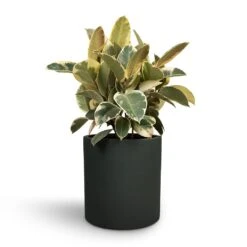 Puk Refined Planter - Pine Green 14 Puk Refined Planter - Pine Green -Plant potted plants Ficus elastica Tineke Rubber Plant 24x60cm Max Refined Planter Pine Green 29x29.5cm ab424e6e 891d 438c 8ca9 9bde69c1eae0