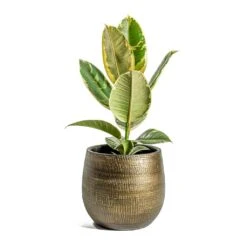 Ryan Plant Pot - Shiny Gold -Plant potted plants Ficus elastica Tineke Rubber Plant Ryan Plant Pot Shiny Gold