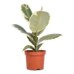 Ficus Elastica Tineke - Variegated Rubber Plant -Plant potted plants Ficus elastica Tineke Variegated Rubber Plant 12x40cm