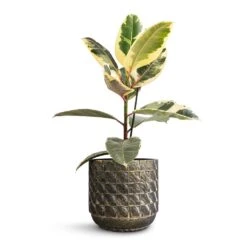 Ficus Elastica Tineke - Variegated Rubber Plant -Plant potted plants Ficus elastica Tineke Variegated Rubber Plant 17x50cm Jim Plant Pot Earth 21x19cm