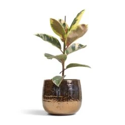 Ficus Elastica Tineke - Variegated Rubber Plant -Plant potted plants Ficus elastica Tineke Variegated Rubber Plant 17x50cm Yvette Plant Pot Gold 24x21cm ac5e63ed 03eb 4525 8035 aeb264479895