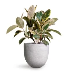Ficus Elastica Tineke - Variegated Rubber Plant -Plant potted plants Ficus elastica Tineke Variegated Rubber Plant 24x60cm Cas Plant Pot Cool Grey 29x26cm 2 f48db9a3 6214 482b a4c4 81030d9d21a1
