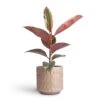 Ficus Elastica Belize - Pink Rubber Plant 1 Ficus Elastica Belize - Pink Rubber Plant -Plant potted plants Ficus elasticea Belize Pink Rubber Plant 12x40cm Stian Plant Pot Soft Nougat 16x15cm