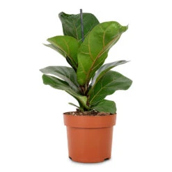 Ficus Lyrata Bambino - Dwarf Fiddle Leaf Fig 24 Ficus Lyrata Bambino - Dwarf Fiddle Leaf Fig -Plant potted plants Ficus lyrata Bambino Dwarf Fiddle Leaf Fig 12x35cm 1 stem