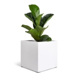 Fleur Essentials Planter - Matt White -Plant potted plants Ficus lyrata Bambino Dwarf Fiddle Leaf Fig 12x35cm 1 stem Fleur Planter Matt White 20x20x20cm