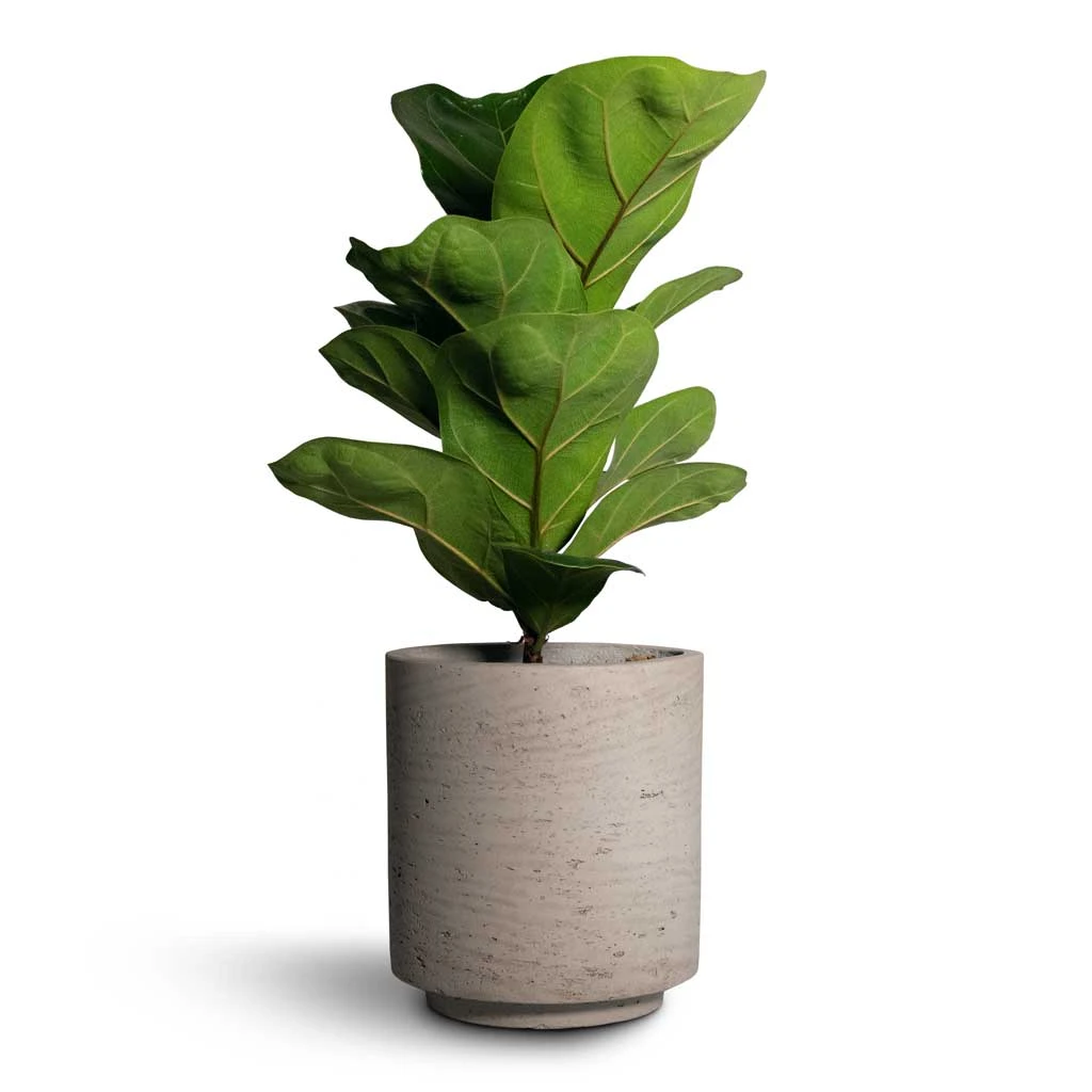 Ficus Lyrata Bambino - Dwarf Fiddle Leaf Fig 11 Ficus Lyrata Bambino - Dwarf Fiddle Leaf Fig - Image 9