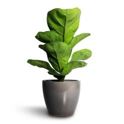 Ficus Lyrata Bambino - Dwarf Fiddle Leaf Fig 40 Ficus Lyrata Bambino - Dwarf Fiddle Leaf Fig -Plant potted plants Ficus lyrata Bambino Dwarf Fiddle Leaf Fig 12x35cm 1stem Sven Plant Pot Smoke 15x12cm