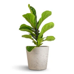 Ficus Lyrata Bambino - Dwarf Fiddle Leaf Fig 25 Ficus Lyrata Bambino - Dwarf Fiddle Leaf Fig -Plant potted plants Ficus lyrata Bambino Dwarf Fiddle Leaf Fig 12x35cm 1 stem Mini Bucket Plant Pot Grey Washed 16x15cm 530a6ba1 5305 46f0 b289 4ad5d94b25a6