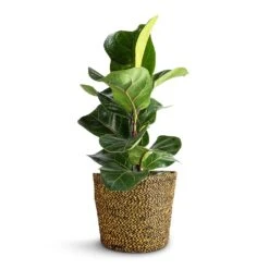 Ficus Lyrata Bambino - Dwarf Fiddle Leaf Fig 33 Ficus Lyrata Bambino - Dwarf Fiddle Leaf Fig -Plant potted plants Ficus lyrata Bambino Dwarf Fiddle Leaf Fig 12x35cm 1 stem Selin Plant Basket Camel 18x16cm 65616d82 fef8 4dfa 9757 9313059e92ca