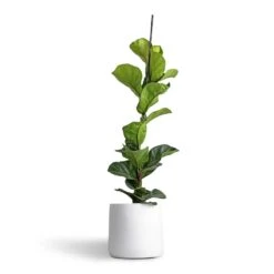 Ficus Lyrata Bambino - Dwarf Fiddle Leaf Fig 29 Ficus Lyrata Bambino - Dwarf Fiddle Leaf Fig -Plant potted plants Ficus lyrata Bambino Dwarf Fiddle Leaf Fig 19x80cm 1 stem Akemi Plant Pot Pure White 22x20cm