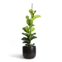 Ficus Lyrata Bambino - Dwarf Fiddle Leaf Fig 26 Ficus Lyrata Bambino - Dwarf Fiddle Leaf Fig -Plant potted plants Ficus lyrata Bambino Dwarf Fiddle Leaf Fig 19x80cm 1 stem Bolino Plant Pot Shiny Black 24x21cm