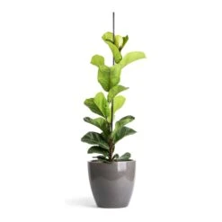 Ficus Lyrata Bambino - Dwarf Fiddle Leaf Fig 31 Ficus Lyrata Bambino - Dwarf Fiddle Leaf Fig -Plant potted plants Ficus lyrata Bambino Dwarf Fiddle Leaf Fig 19x80cm 1 stem Sven Plant Pot Smoke 24x22cm