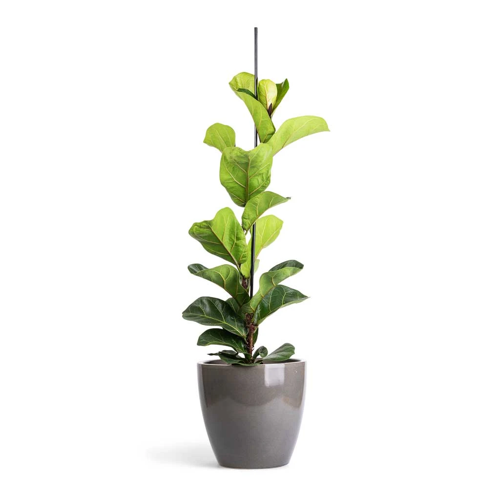 Ficus Lyrata Bambino - Dwarf Fiddle Leaf Fig 12 Ficus Lyrata Bambino - Dwarf Fiddle Leaf Fig - Image 10