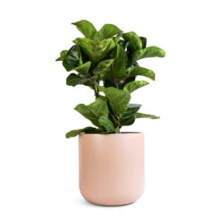 Ficus Lyrata Bambino - Dwarf Fiddle Leaf Fig 38 Ficus Lyrata Bambino - Dwarf Fiddle Leaf Fig -Plant potted plants Ficus lyrata Bambino Dwarf Fiddle Leaf Fig 21x50cm 2 stems Lisbon Plant Pot Pink Clay 24x24cm