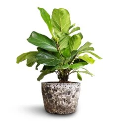 Ficus Lyrata Bambino - Dwarf Fiddle Leaf Fig 35 Ficus Lyrata Bambino - Dwarf Fiddle Leaf Fig -Plant potted plants Ficus lyrata Bambino Dwarf Fiddle Leaf Fig 21x50cm 2stems Lava Couple Straight Relic Planter Black 25x17cm