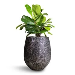 Opus Hit Darcy Planter - Silver -Plant potted plants Ficus lyrata Bambino Dwarf Fiddle Leaf Fig 21x50cm 2stems Opus Hit Darcy Planter Silver 38x42cm 8eff2ae2 dac9 4dcb 9091 c7bf9cd339ef