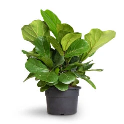 Ficus Lyrata Bambino - Dwarf Fiddle Leaf Fig 34 Ficus Lyrata Bambino - Dwarf Fiddle Leaf Fig -Plant potted plants Ficus lyrata Bambino Dwarf Fiddle Leaf Fig 21x50cm 2stems 1