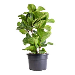 Ficus Lyrata Bambino - Dwarf Fiddle Leaf Fig 36 Ficus Lyrata Bambino - Dwarf Fiddle Leaf Fig -Plant potted plants Ficus lyrata Bambino Dwarf Fiddle Leaf Fig 21x80cm 3 stems