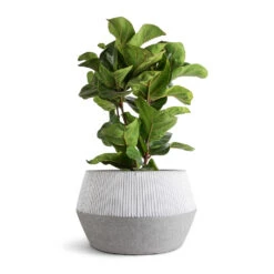 Ficus Lyrata Bambino - Dwarf Fiddle Leaf Fig 37 Ficus Lyrata Bambino - Dwarf Fiddle Leaf Fig -Plant potted plants Ficus lyrata Bambino Dwarf Fiddle Leaf Fig 21x80cm 3 stems Low Harley Plant Pot Ridged White Stripe 36x22cm 7a00672e d32f 48b5 9e5f b1e371fa5059