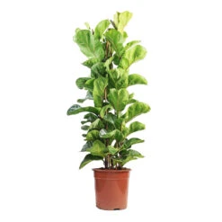 Ficus Lyrata Bambino - Dwarf Fiddle Leaf Fig 41 Ficus Lyrata Bambino - Dwarf Fiddle Leaf Fig -Plant potted plants Ficus lyrata Bambino Dwarf Fiddle Leaf Fig 24x120cm 3 stems