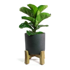 Ficus Lyrata Bambino - Dwarf Fiddle Leaf Fig 28 Ficus Lyrata Bambino - Dwarf Fiddle Leaf Fig -Plant potted plants Ficus lyrata Bambino Dwarf Fiddle Leaf Fig Charlie Plant Pot Low Stand Black Washed 09c50864 0c84 4d77 b5d1 62fc80c1f780