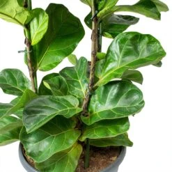 Ficus Lyrata Bambino - Dwarf Fiddle Leaf Fig 32 Ficus Lyrata Bambino - Dwarf Fiddle Leaf Fig -Plant potted plants Ficus lyrata Bambino Dwarf Fiddle Leaf Fig Leaves
