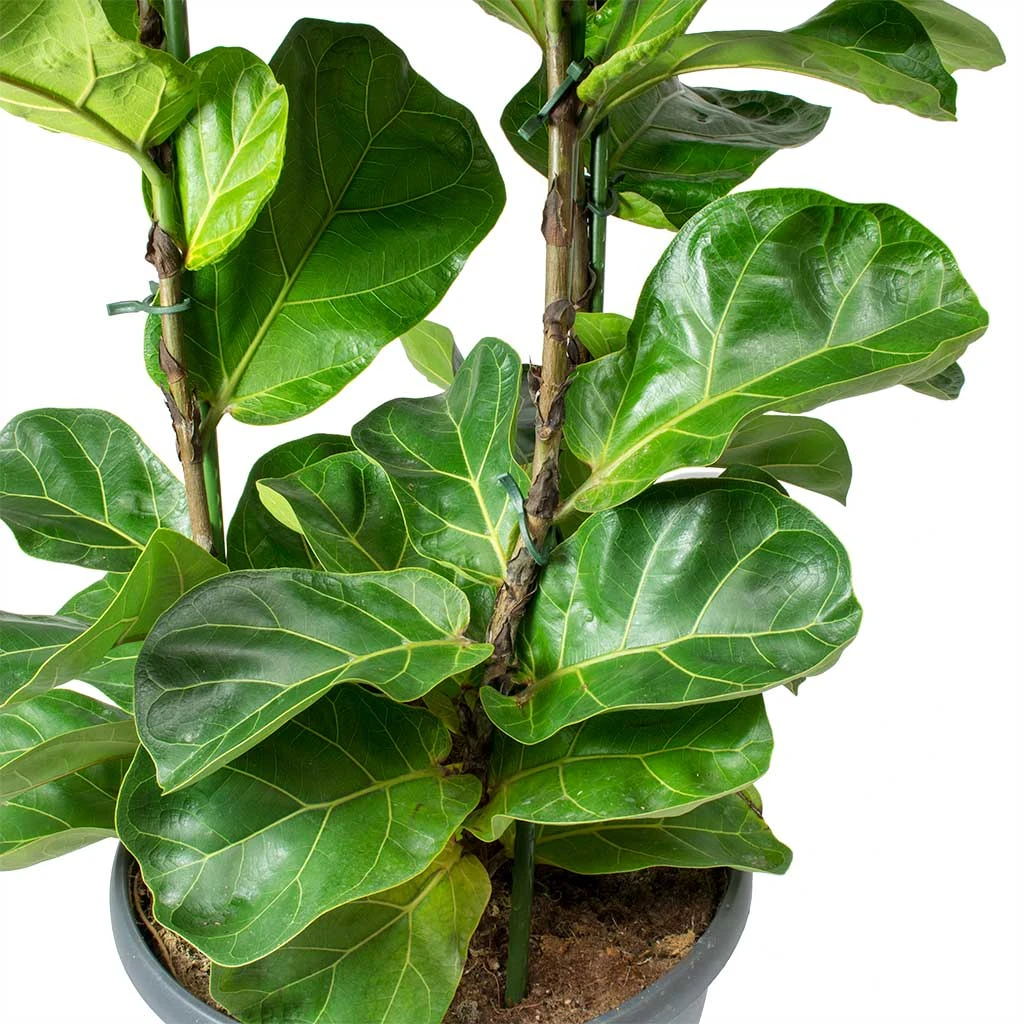 Ficus Lyrata Bambino - Dwarf Fiddle Leaf Fig 13 Ficus Lyrata Bambino - Dwarf Fiddle Leaf Fig - Image 11