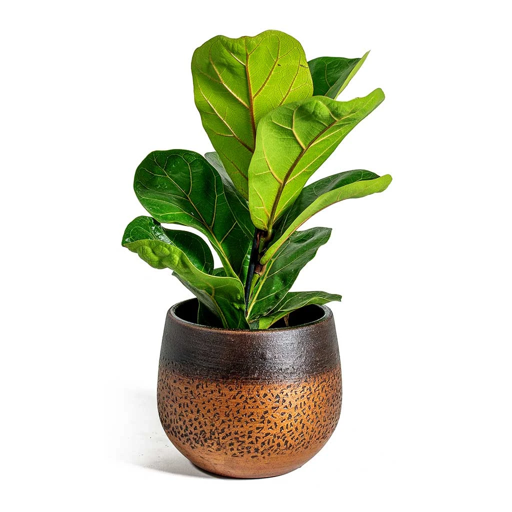 Ficus Lyrata Bambino - Dwarf Fiddle Leaf Fig 8 Ficus Lyrata Bambino - Dwarf Fiddle Leaf Fig - Image 6