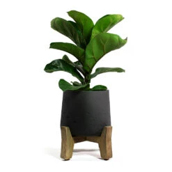 Patt Plant Pot - Low Stand - Black Washed -Plant potted plants Ficus lyrata Bambino Dwarf Fiddle Leaf Fig Patt Plant Pot Low Stand Black Washed