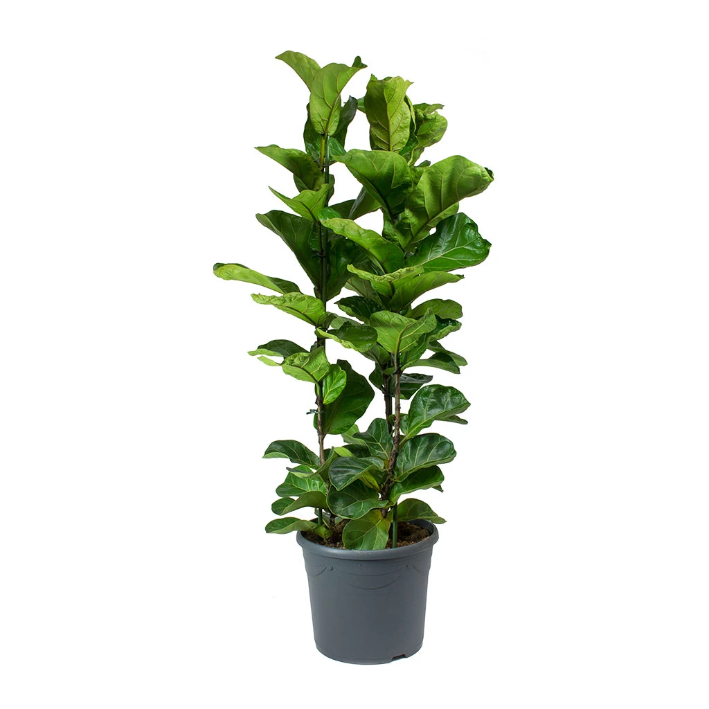 Ficus Lyrata Bambino - Dwarf Fiddle Leaf Fig 20 Ficus Lyrata Bambino - Dwarf Fiddle Leaf Fig - Image 18