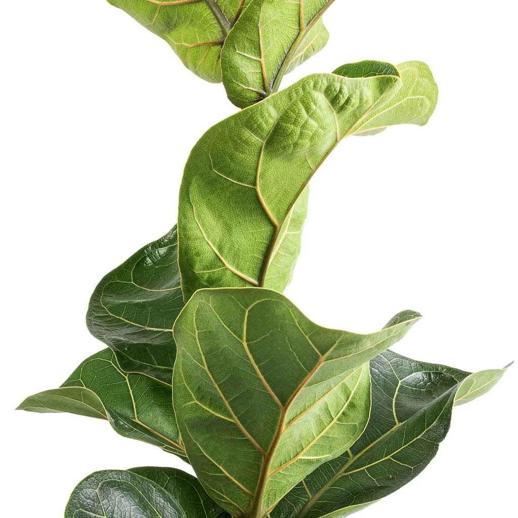 Ficus Lyrata Bambino - Dwarf Fiddle Leaf Fig 4 Ficus Lyrata Bambino - Dwarf Fiddle Leaf Fig - Image 2