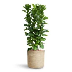 Dune Cylinder Planter - Oat -Plant potted plants Ficus lyrata Bambino HydroCare Dune Cylinder Planter Oat 7f37b7d6 647d 44dd ae2b 6957ad2bb498