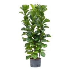 Ficus Lyrata Bambino - HydroCare -Plant potted plants Ficus lyrata Bambino Hydroculture 28 19x120cm 4Stems