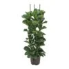 Ficus Lyrata Bambino - HydroCare -Plant potted plants Ficus lyrata Bambino Hydroculture Indoor Plant 3Stems