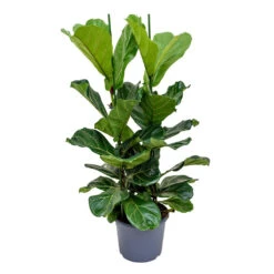 Ficus Lyrata - Fiddle Leaf Fig -Plant potted plants Ficus lyrata Fiddle Leaf Fig 120cm