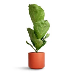 Ficus Lyrata - Fiddle Leaf Fig -Plant potted plants Ficus lyrata Fiddle Leaf Fig 17 x 80cm 1 stem Prague Plant Pot Cayenne 20x18cm 3def4ac7 ee10 4736 b58a 88ef551ee62d