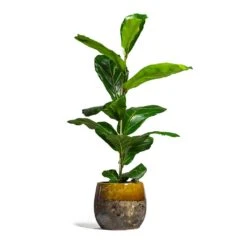 Lindy Plant Pot - Ochre -Plant potted plants Ficus lyrata Fiddle Leaf Fig 17x60cm 1 stem Lindy Plant Pot Ochre 23x20cm 2 bacff52a 46f0 4ca7 a287 adbc8f20e405