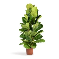Ficus Lyrata - Fiddle Leaf Fig -Plant potted plants Ficus lyrata Fiddle Leaf Fig 24x120cm 3stems