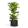 Ficus Lyrata - Fiddle Leaf Fig -Plant potted plants Ficus lyrata Fiddle Leaf Fig 30x130cm Grigio Cylinder Planter Anthracite Concrete 48x32cm 9105efad e8d5 4229 8931 2aae5d9d96cd