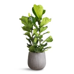 Ficus Lyrata - Fiddle Leaf Fig -Plant potted plants Ficus lyrata Fiddle Leaf Fig 30x130cm 2 stems Pax Planter Ridged Dark Grey 40x36cm 12c61716 3bcb 4654 bd74 7ea948864e2d