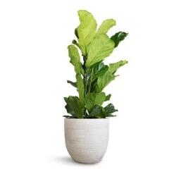 Ficus Lyrata - Fiddle Leaf Fig -Plant potted plants Ficus lyrata Fiddle Leaf Fig 30x130cm 2stems Cas Plant Pot Cool Grey 39x36cm